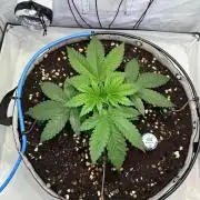 Super boof von Barneys Farm