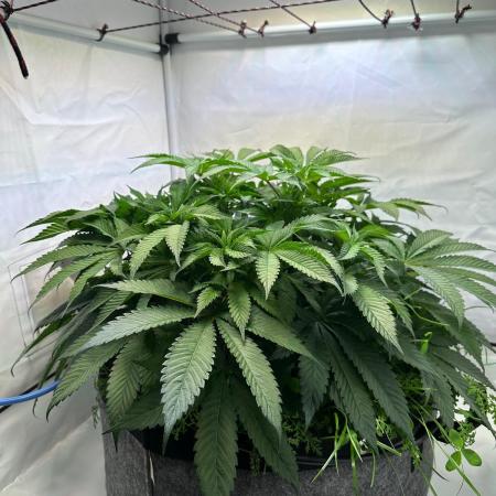 Super boof von Barneys Farm