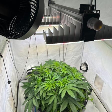 Super boof von Barneys Farm