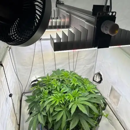 Super boof von Barneys Farm