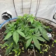Super boof von Barneys Farm