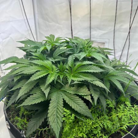 Super boof von Barneys Farm