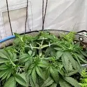 Super boof von Barneys Farm