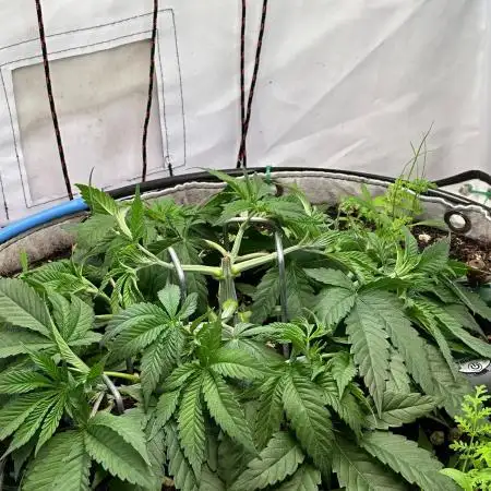 Super boof von Barneys Farm