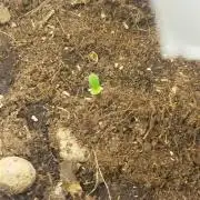 Critical XXL Auto- Written after Harvest
