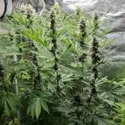 1st living soil