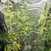 1st living soil