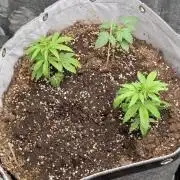 76 Liter Living Soil