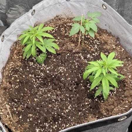 76 Liter Living Soil