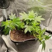 76 Liter Living Soil