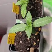Purple Grow