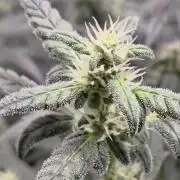Jack Herer auto, DWC Progrow 20L