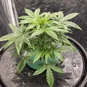 Jack Herer auto, DWC Progrow 20L