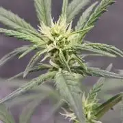 Jack Herer auto, DWC Progrow 20L