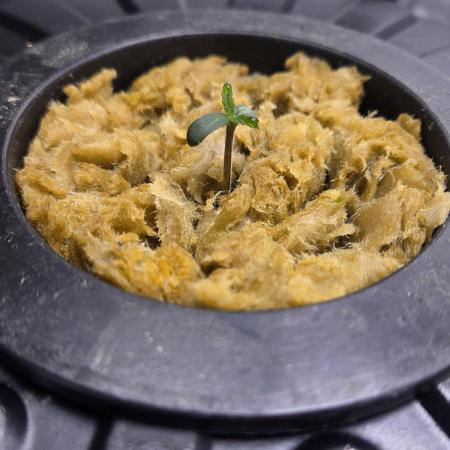 Jack Herer auto, DWC Progrow 20L