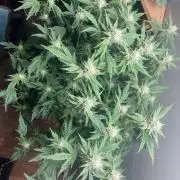 Chavo’s grow