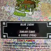 Candy Land Hunt Continues