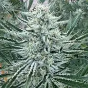 Candy Land