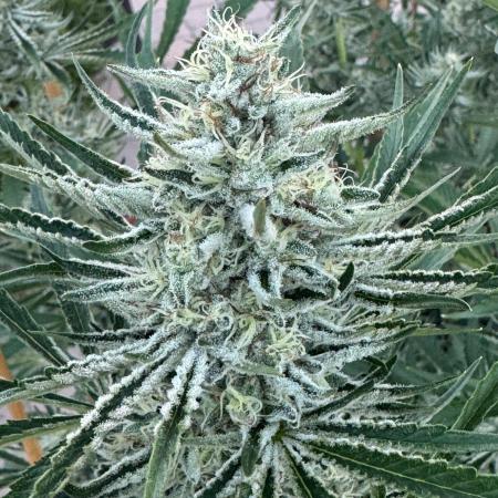 Candy Land