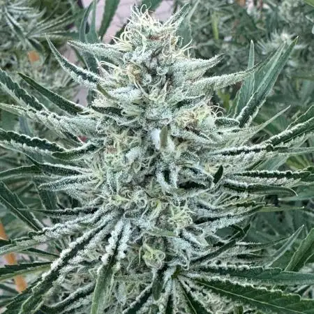 Candy Land