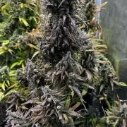 BrittbrannzChatGBTGrow