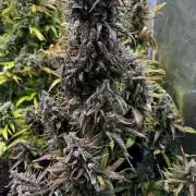 BrittbrannzChatGBTGrow