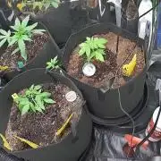 First grow