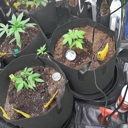 First grow