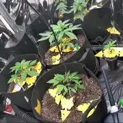 First grow