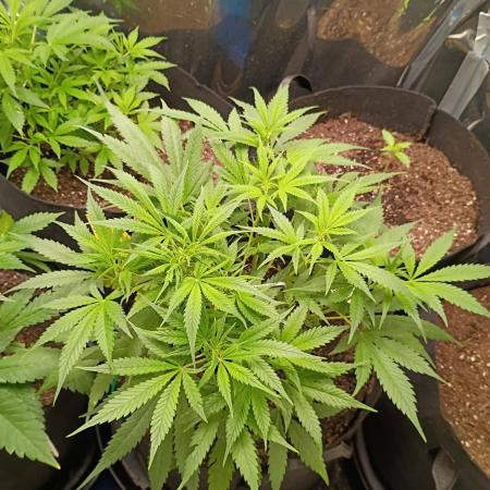 First grow