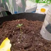 pluto cookies banana
