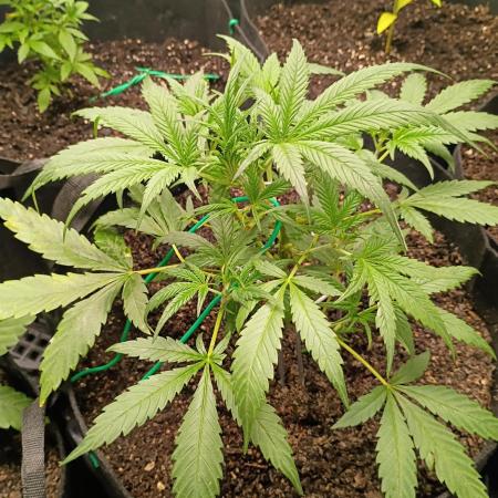 First grow