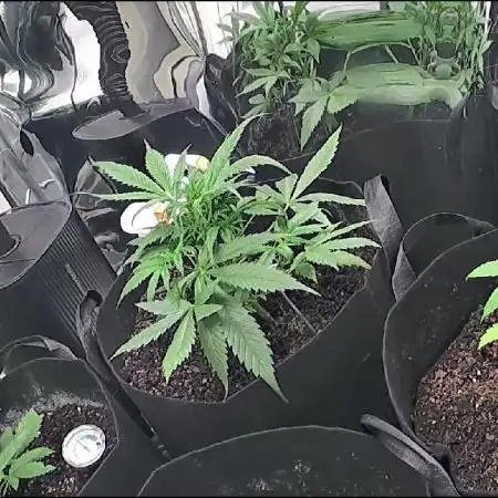 First grow