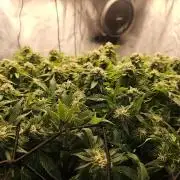 Pineapple Chunk