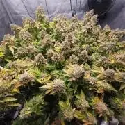 Pineapple Chunk