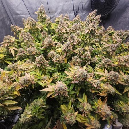 Pineapple Chunk
