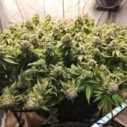 Pineapple Chunk