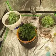 NYC SOUR D AUTO