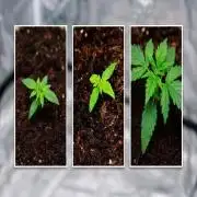 NYC SOUR D AUTO