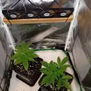 Papaya Dragon Auto. Premiere Auto Grow
