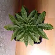 Papaya Dragon Auto. Premiere Auto Grow