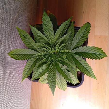 Papaya Dragon Auto. Premiere Auto Grow