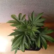Papaya Dragon Auto. Premiere Auto Grow