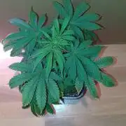 Papaya Dragon Auto. Premiere Auto Grow