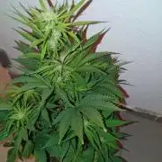 Papaya Dragon Auto. Premiere Auto Grow