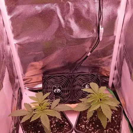 Papaya Dragon Auto. Premiere Auto Grow