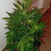 Papaya Dragon Auto. Premiere Auto Grow