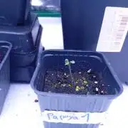 Papaya Dragon Auto. Premiere Auto Grow