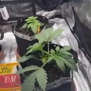 1. indoor Grow 4strains