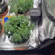 1. indoor Grow 4strains